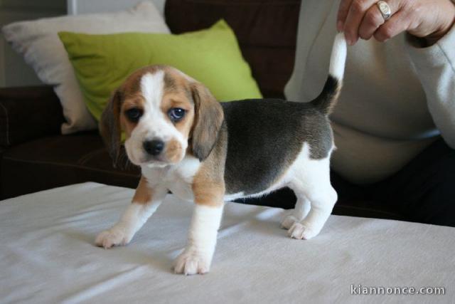 chiot beagle trois mois