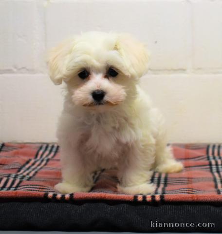 chiot bichon maltais trois mois