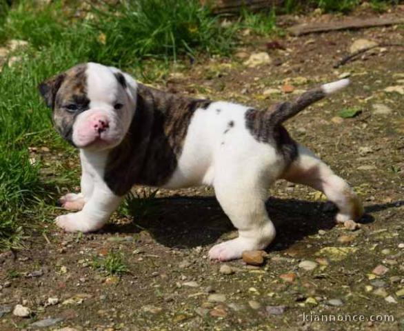 chiot bouledogue americain trois mois