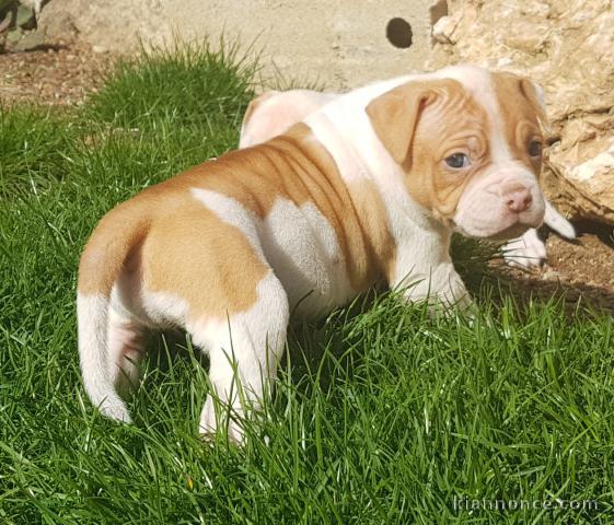 chiot bouledogue americain trois mois