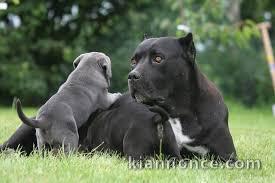 chiot cane corso masstiff