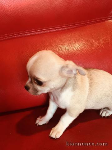 chiot chihuahua trois mois