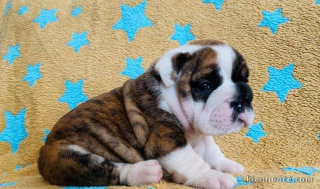 chiot bulldog anglais lof a donner