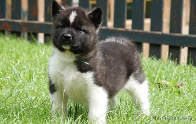 chiot Akita Américain lof a donner