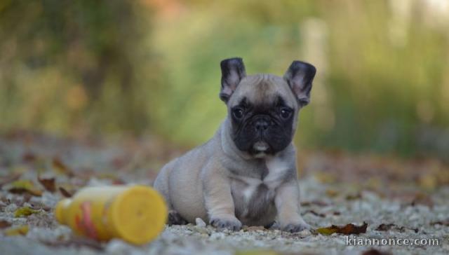 Chiot Bouledogue Français lof a donner