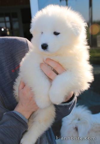 Chiots samoyede pedigré a donner