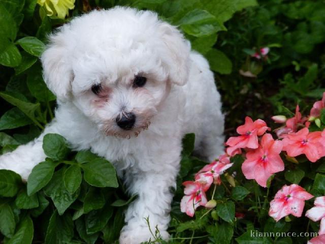 Je donne magnifiques chiot femelle bichon frisé