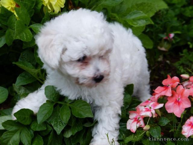 Je donne magnifiques chiot femelle bichon frisé