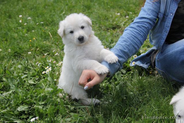 Je donne magnifiques chiot femelle bichon frisé