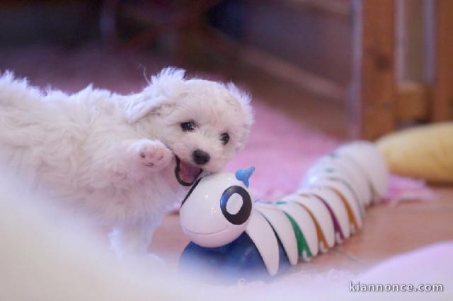 Je donne magnifiques chiot femelle bichon frisé