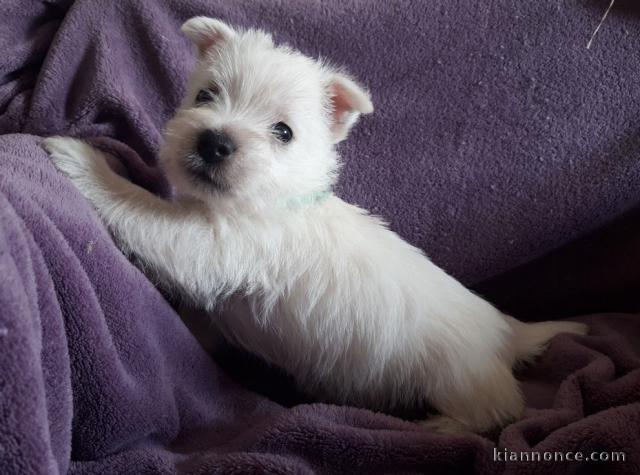 chiot Westie lof a donner