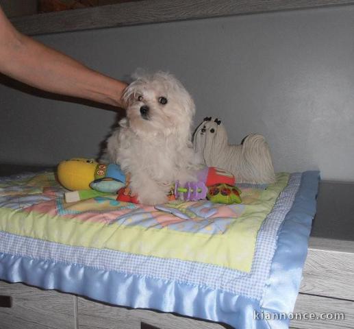 Excellent chiot femelle bichon frisé 3 mois a donner