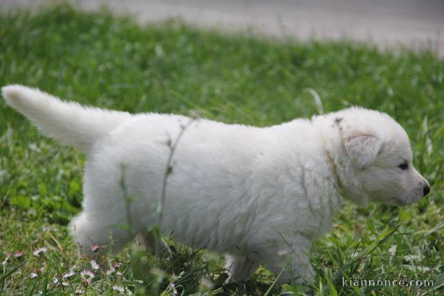 Excellent chiot femelle bichon frisé 3 mois a donner