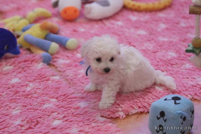 Excellent chiot femelle bichon frisé 3 mois a donner