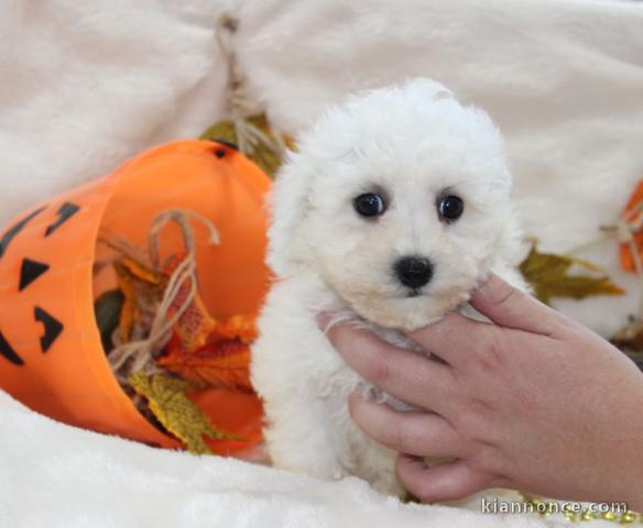 Excellent chiot femelle bichon frisé 3 mois a donner