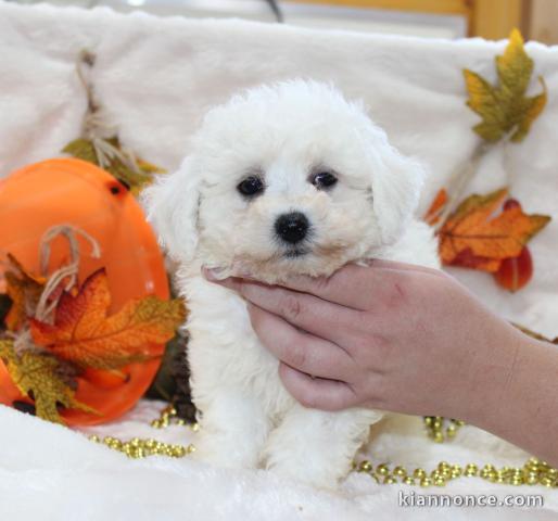 Excellent chiot femelle bichon frisé 3 mois a donner