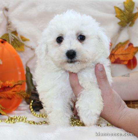 Excellent chiot femelle bichon frisé 3 mois a donner