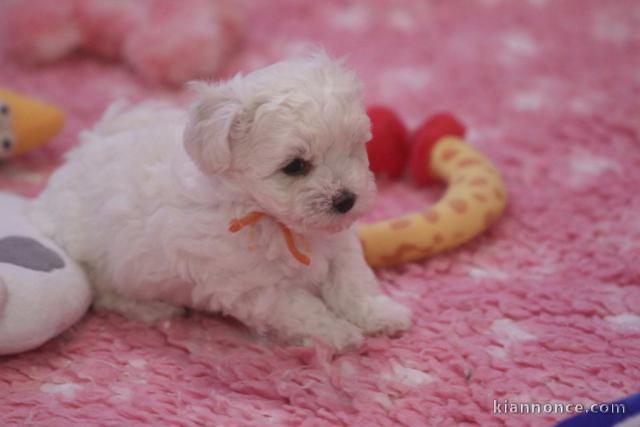 A donner superbe chiot femelle bichon frisé