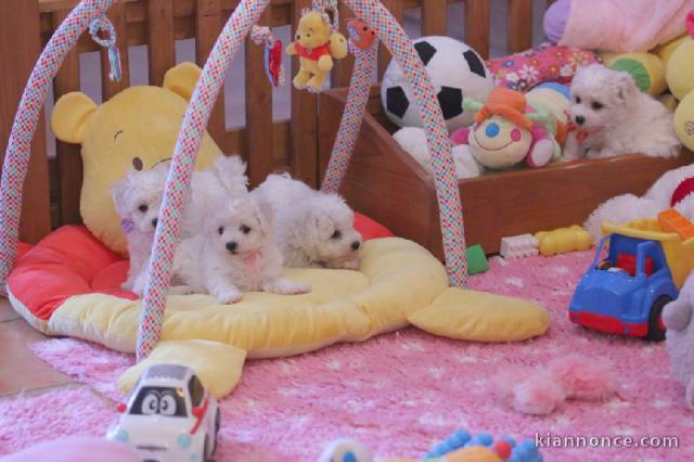 Disponibles petite chiot femelle bichon à donner