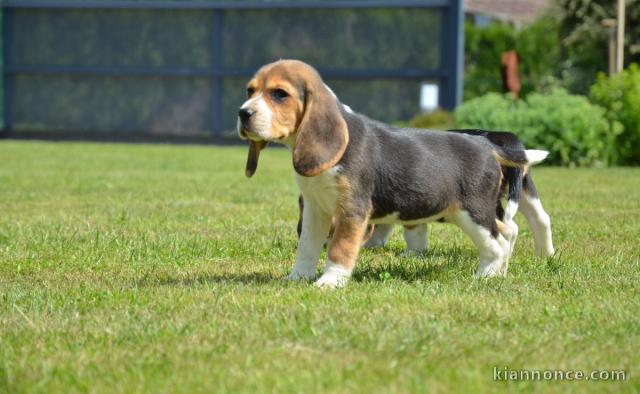 chiot Beagle LOF a donner