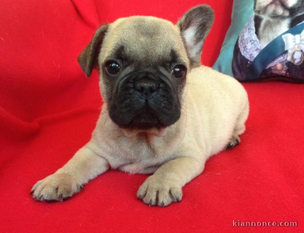 Chiot Bouledogue Français lof a donner