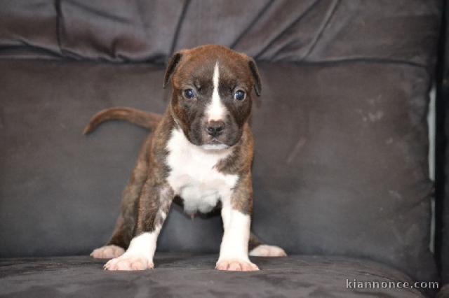 Chiot american staffordshire terrier lof a donner