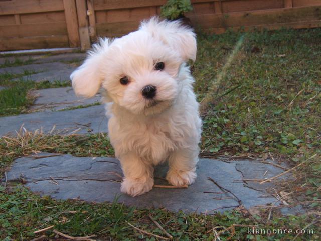 Chiots bichon maltais disponibles