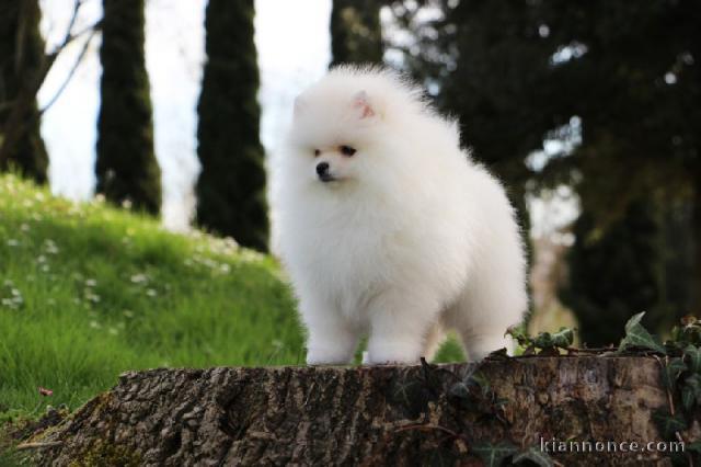 Adorable mâle de race spitz pomeranien 3 mois à donner