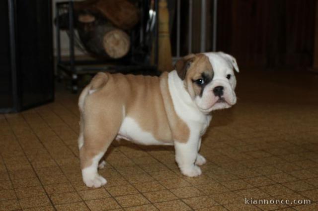 A DONNER chiot type Bulldog Anglais Mâle