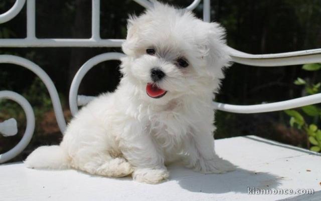 Chiot type Bichon maltais femelle à donner