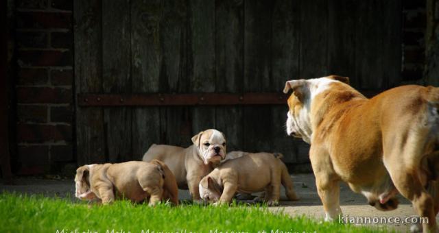 Magnifiques Chiots Bulldog Anglais