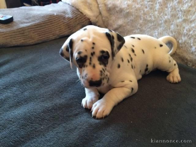 chiot dalmatien trois mois