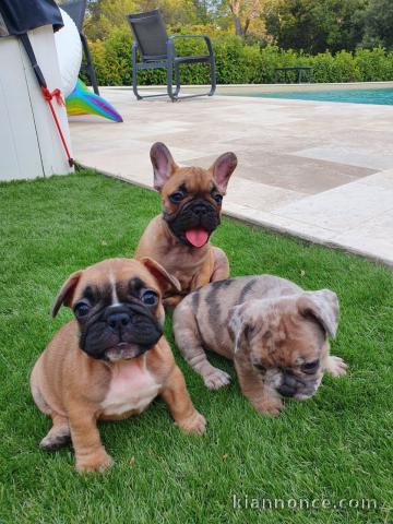 Superbe bouledogue français a donner