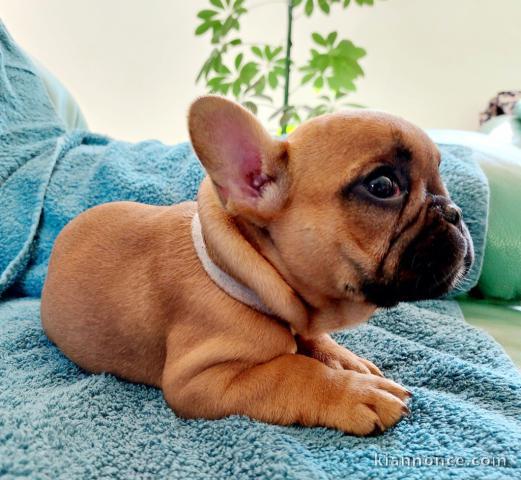 Superbe bouledogue français a donner