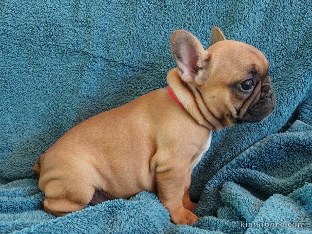 Superbe bouledogue français a donner