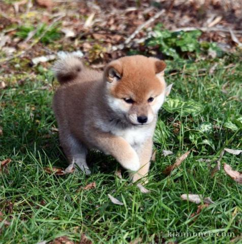 Chiot shiba inu femelle et mâle disponible de suite