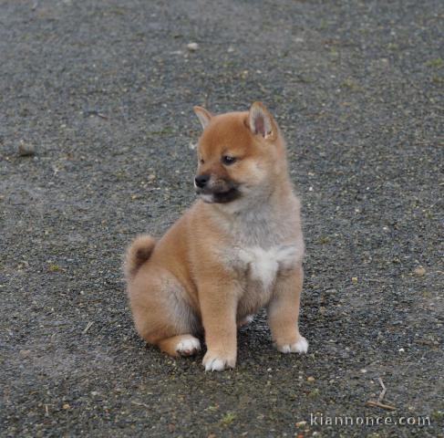 Chiots shiba inu disponibles