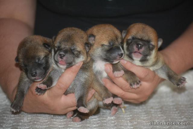 Chiots shiba inu disponibles