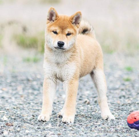 Chiots shiba inu disponibles