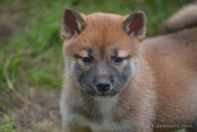 Chiots shiba inu femelle et mâle de 3 mois pour adoption