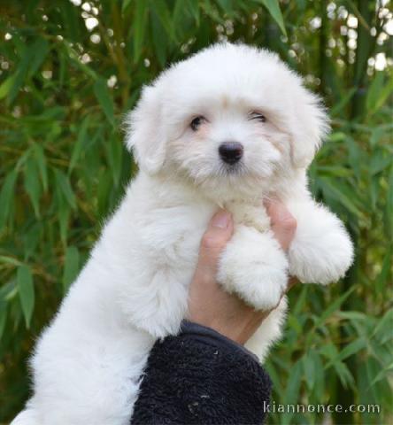 Adoptez chiot type coton tuléar