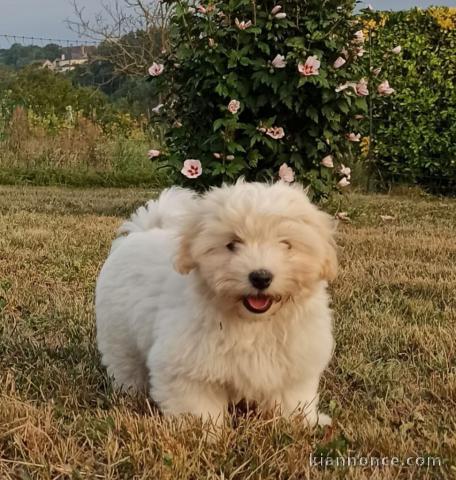 Offre belle chiot coton tuléar femelle