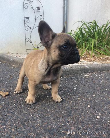 Chiots bouledogues français à réserver 