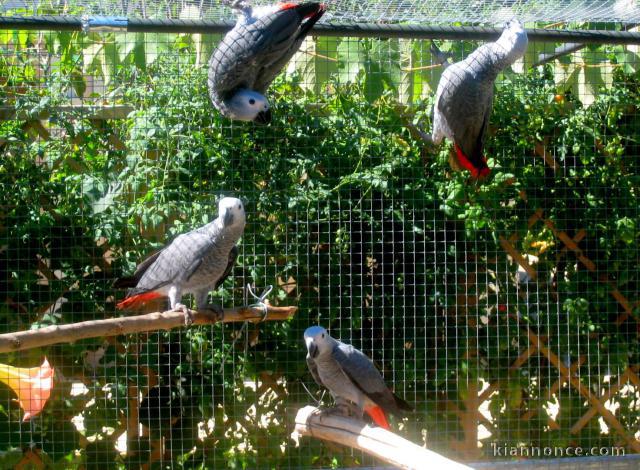 Superbes Jeunes Perroquets Gris du Gabon Eam Parleurs