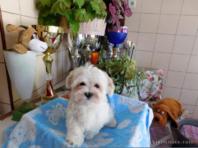 A donner chiot bichon maltais femelle