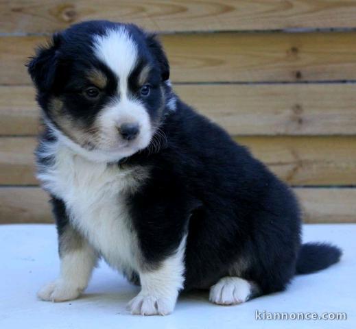 Chiots bergers australiens  à réserver 