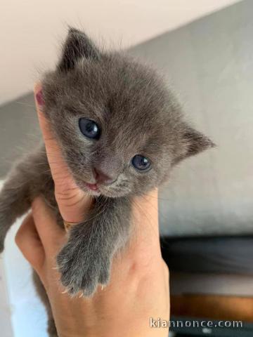 Chatons chartreux à réserver 