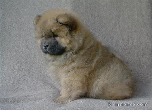 chiot chow chow trois mois