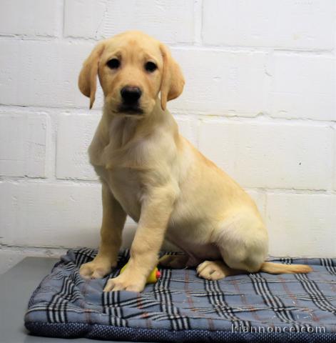 chiot golden-retriever trois mois