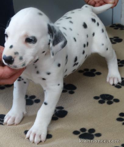 Donne chiot type Dalmatien 